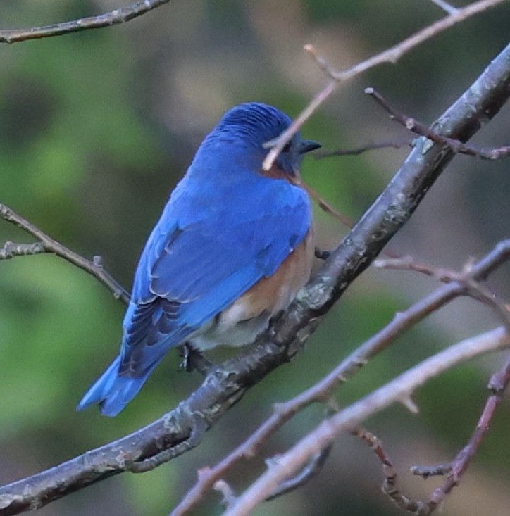 Eastern Bluebird - burton balkind