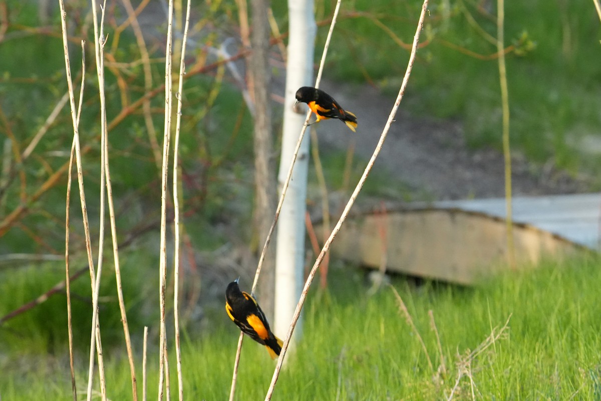 Baltimore Oriole - ML618349391