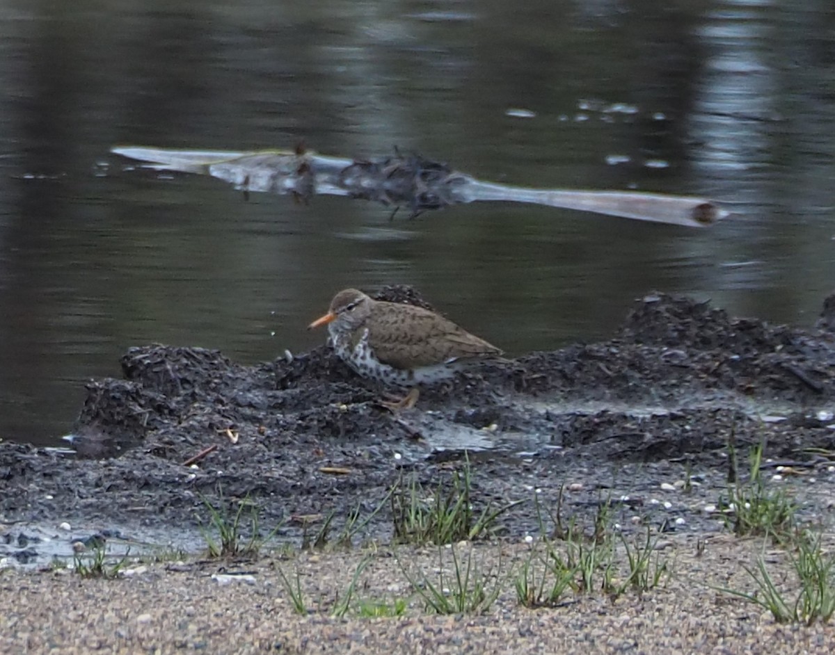 Spotted Sandpiper - ML618349400