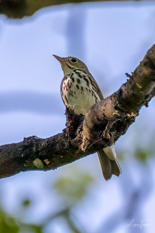 Ovenbird - LAURA FRAZIER