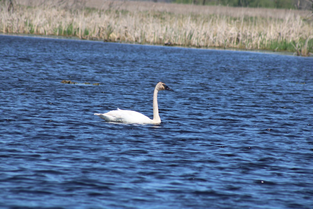 Trumpeter Swan - Nolan Fisher