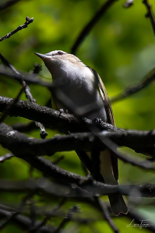 Kızıl Gözlü Vireo - ML618349472