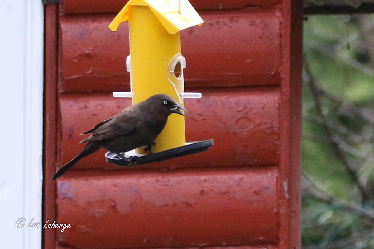 Common Grackle - Luc Laberge