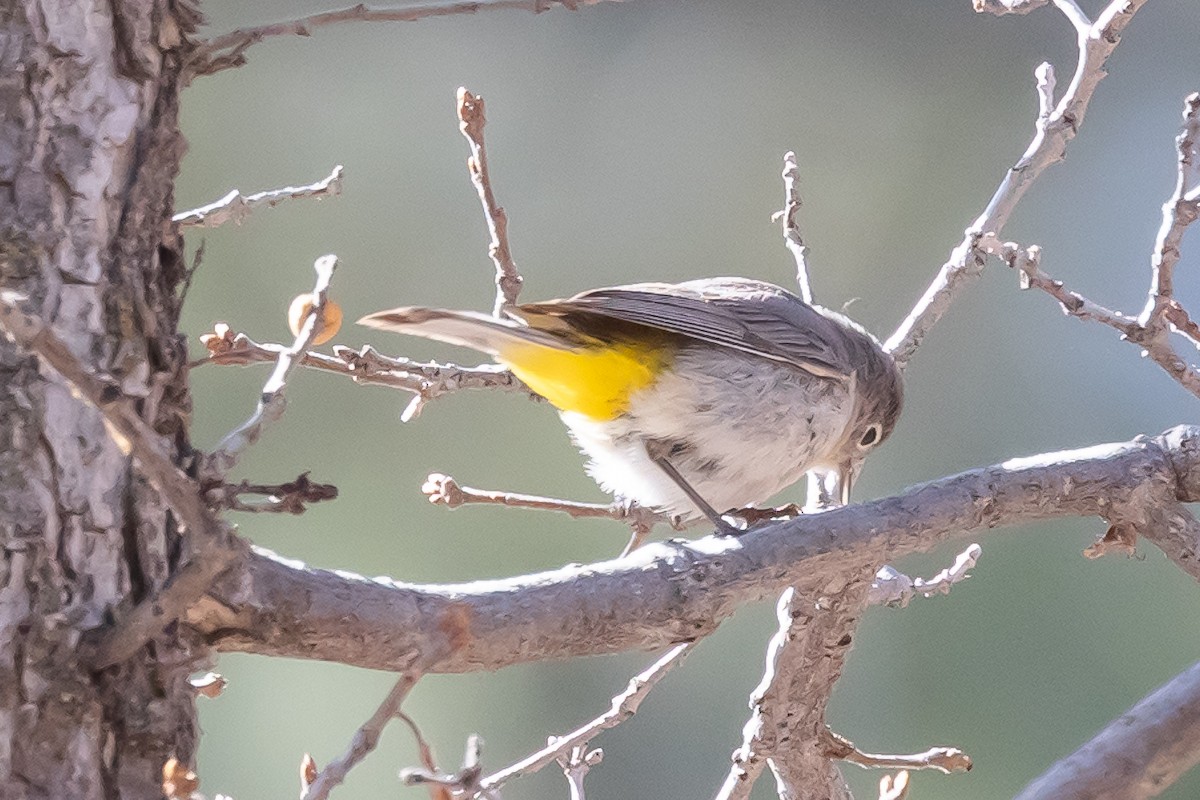 Virginia's Warbler - Beatriz Hernandez