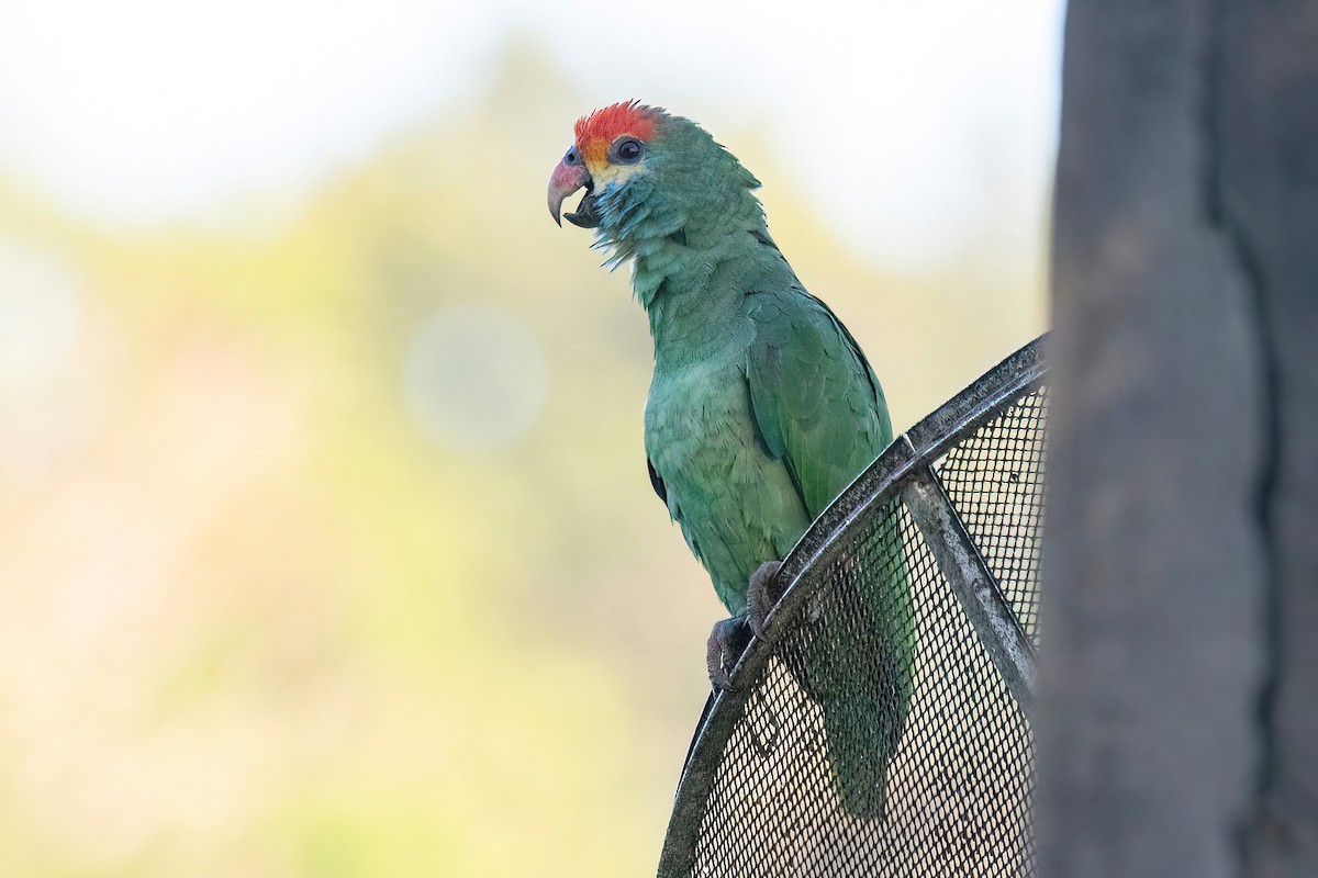 Red-browed Parrot - Raphael Kurz -  Aves do Sul