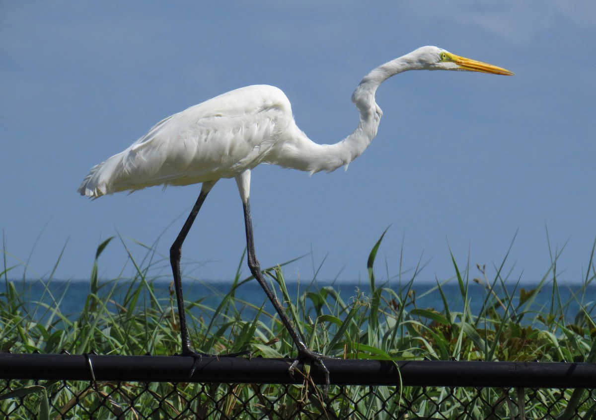 Great Egret - Andy P