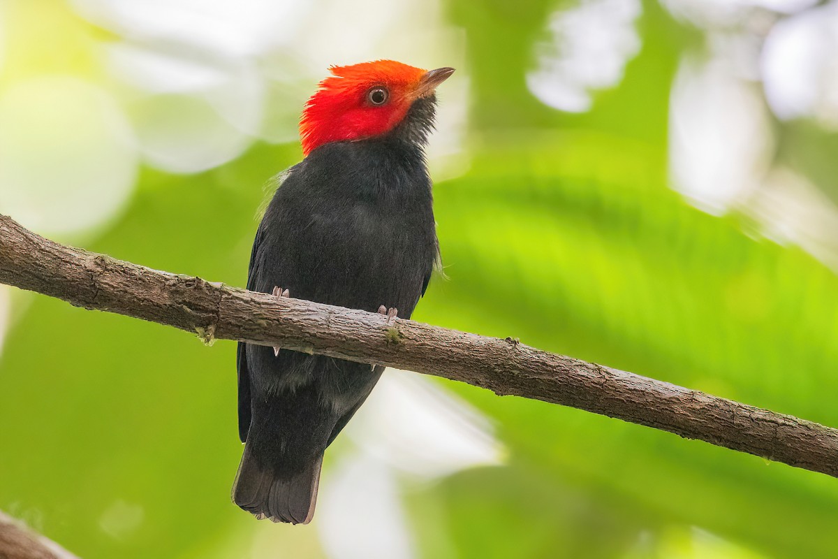 Manakin à tête rouge - ML618349535