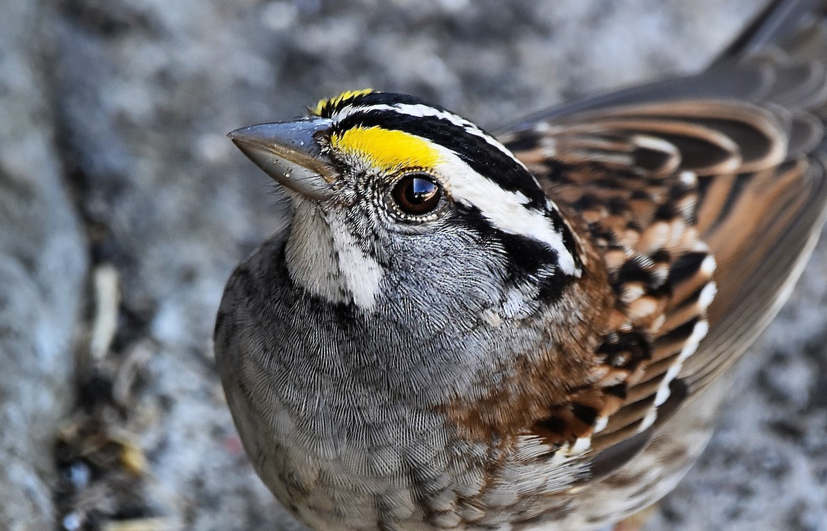 White-throated Sparrow - Eva Bottelli