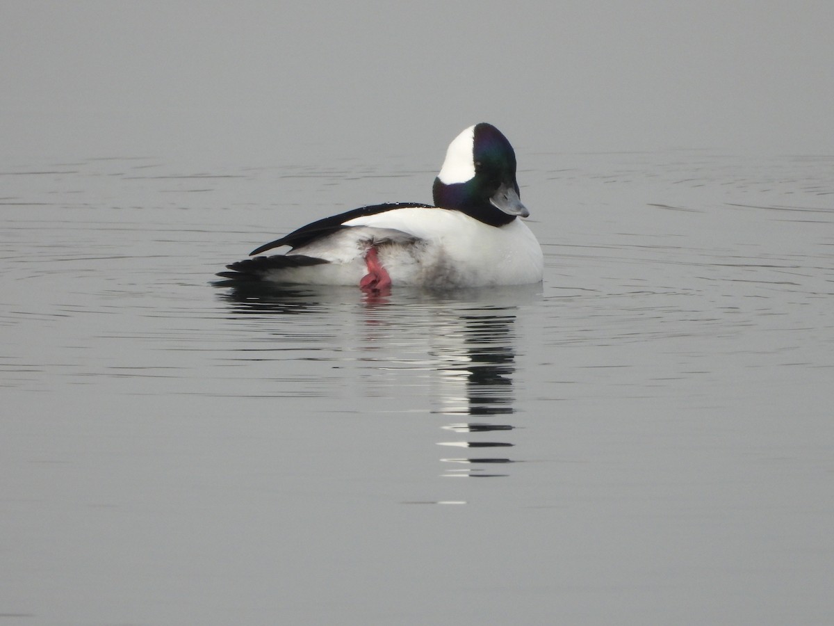 Bufflehead - ML618349581