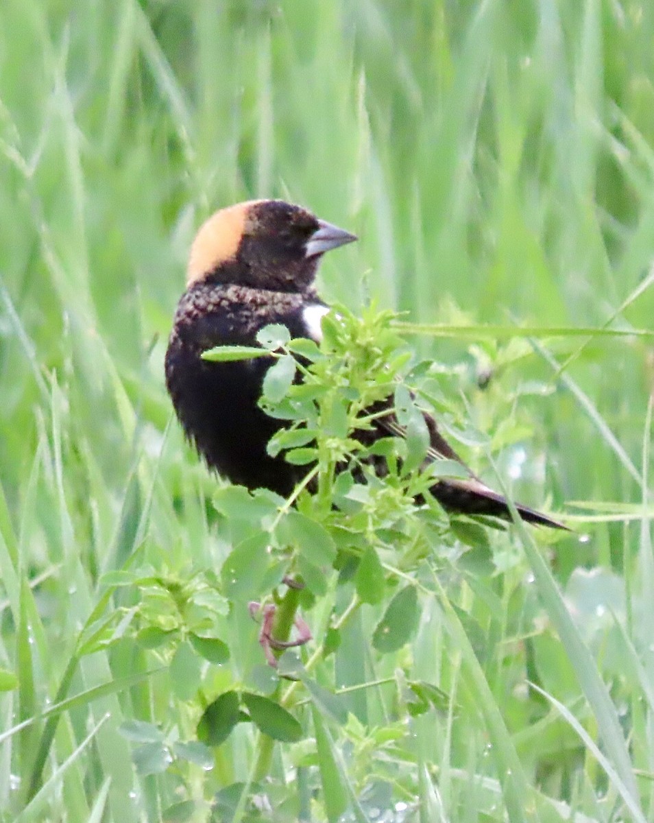 Bobolink - Micky Louis