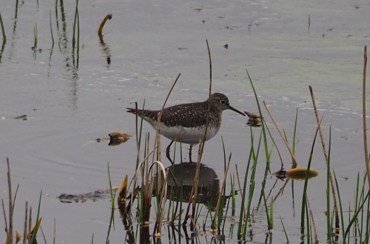 Solitary Sandpiper - ML618349594