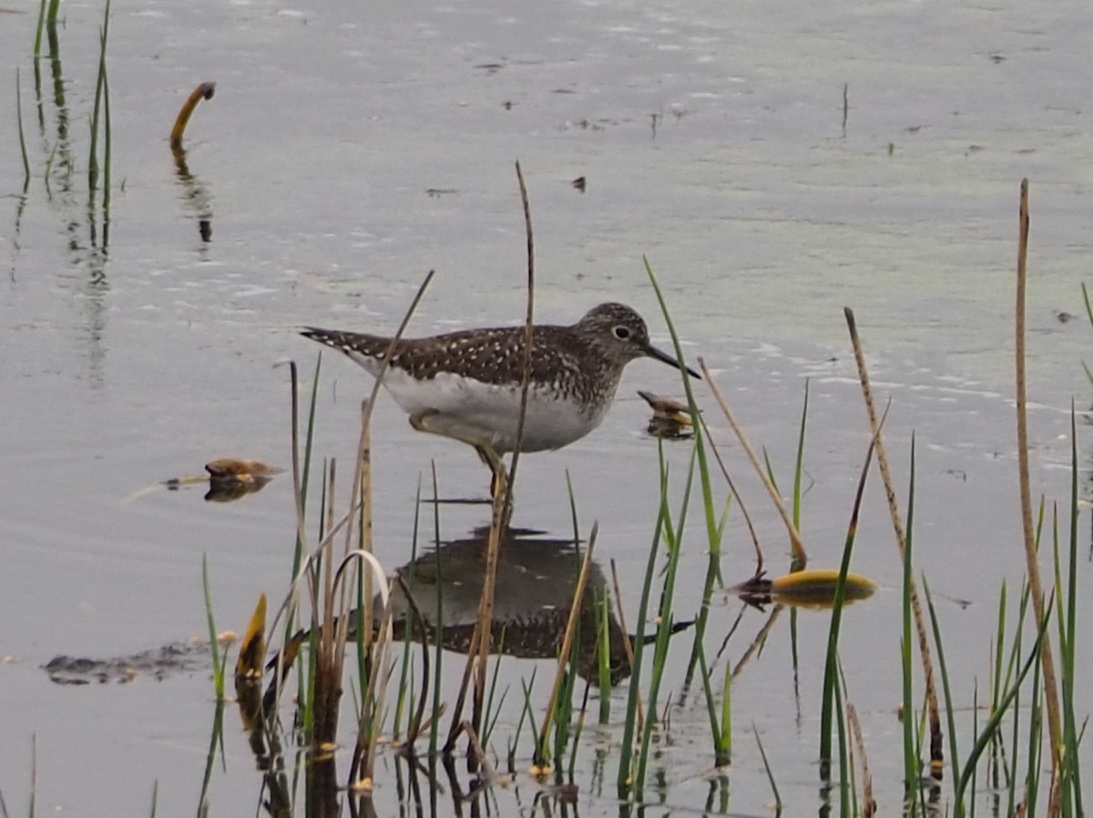 Solitary Sandpiper - ML618349595