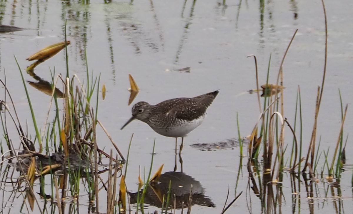 Solitary Sandpiper - ML618349597