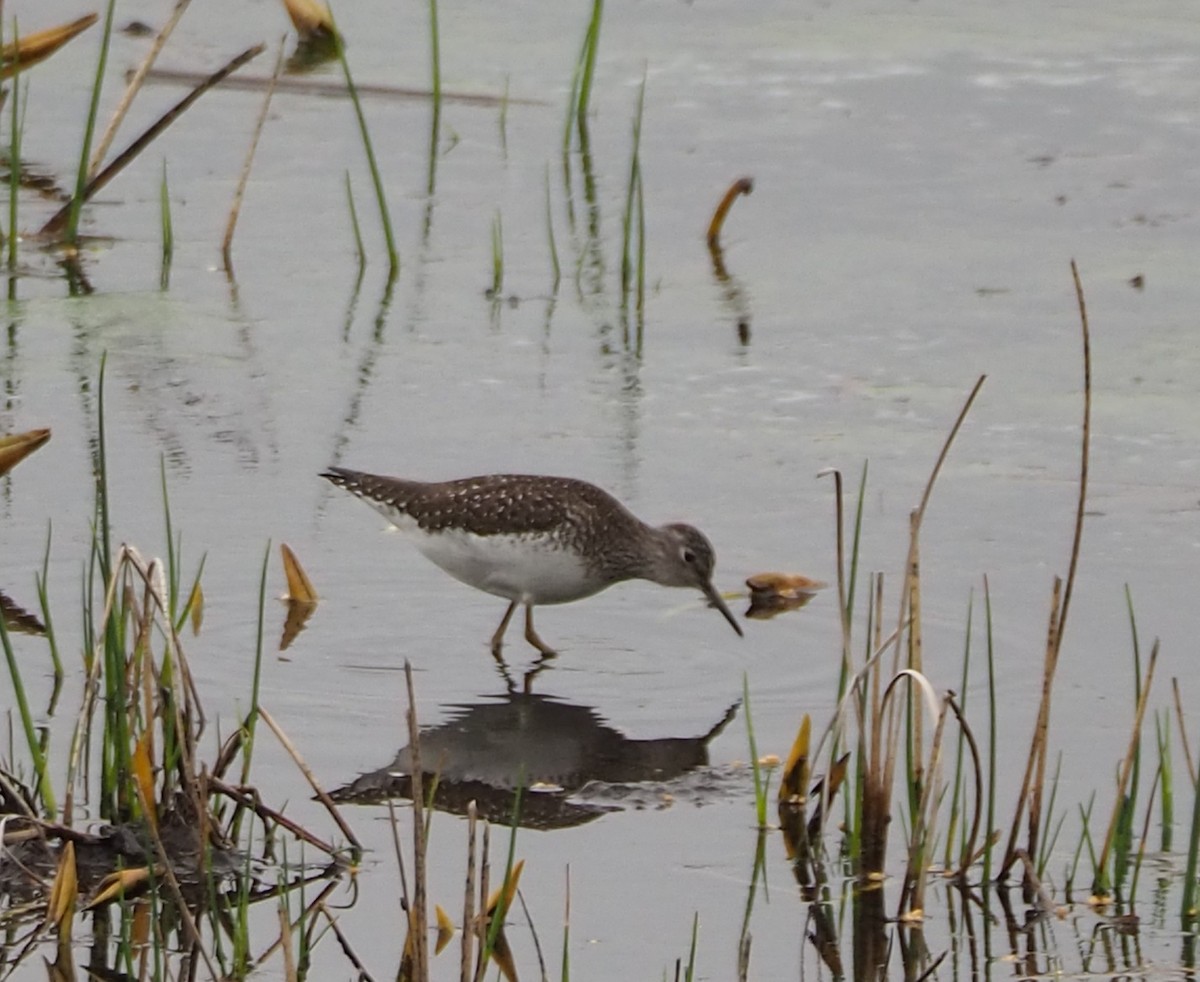 Solitary Sandpiper - John Hiebert