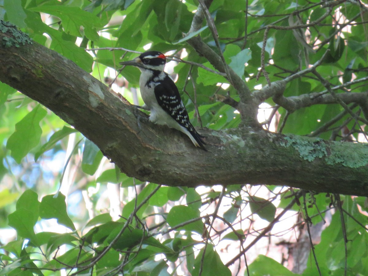 Hairy Woodpecker - ML618349666