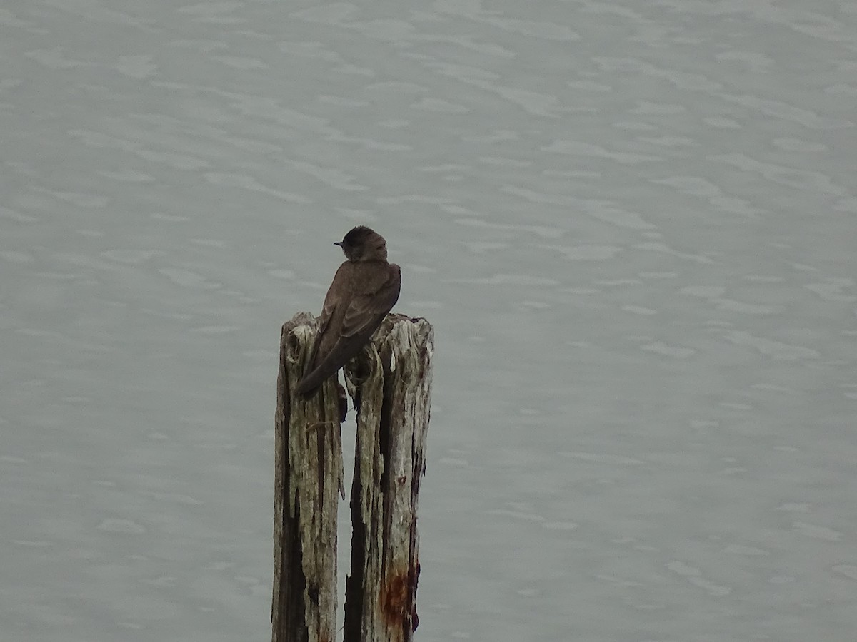 Northern Rough-winged Swallow - Baylor Cashen