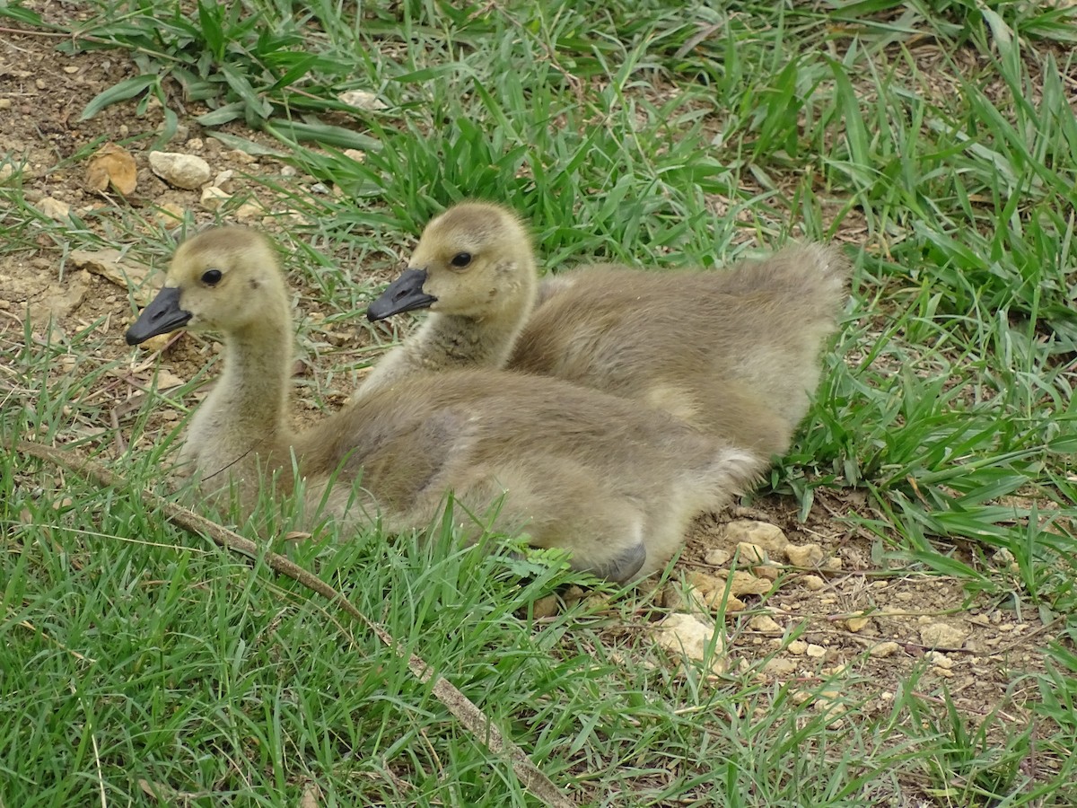 Canada Goose - Baylor Cashen