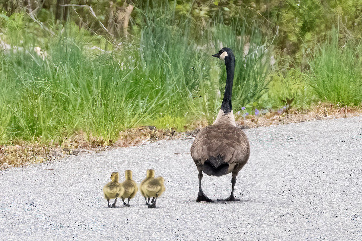 Canada Goose - ML618349690