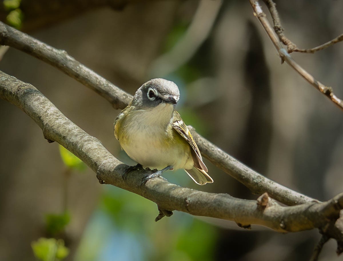 Blue-headed Vireo - ML618349704