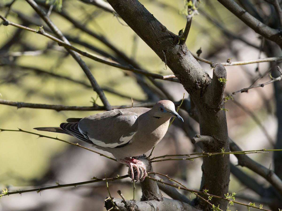 White-winged Dove - ML618349732