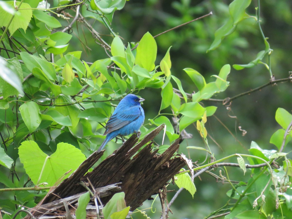 Passerin indigo - ML618349738