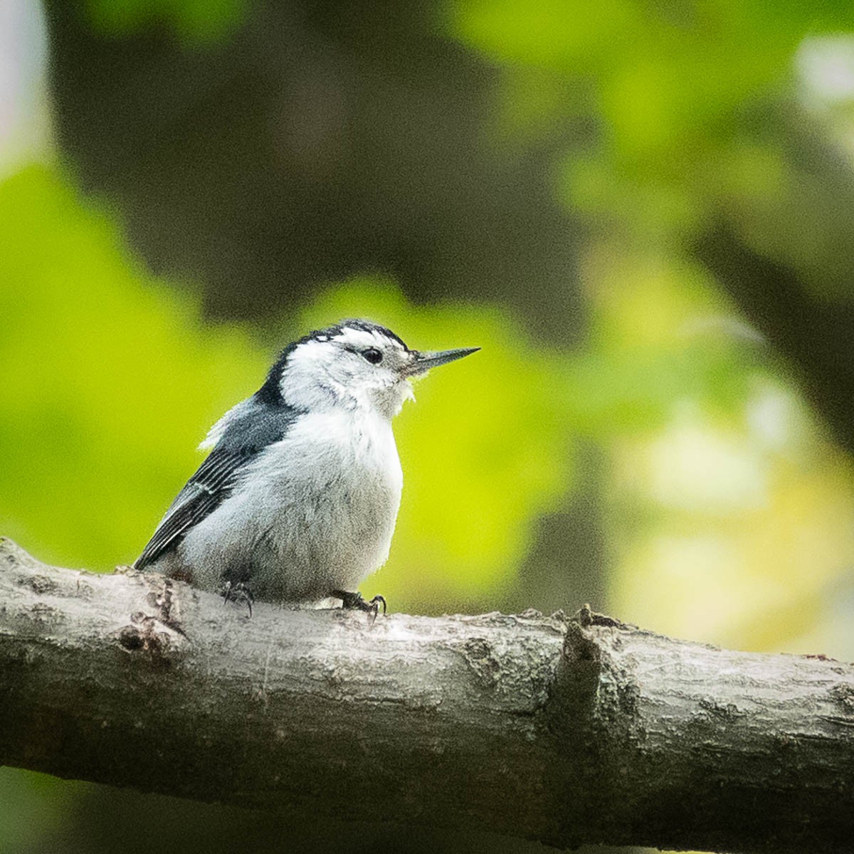 White-breasted Nuthatch - ML618349742