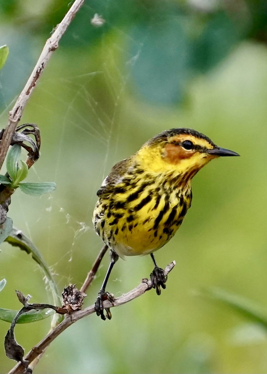 Cape May Warbler - Karen Carpenter