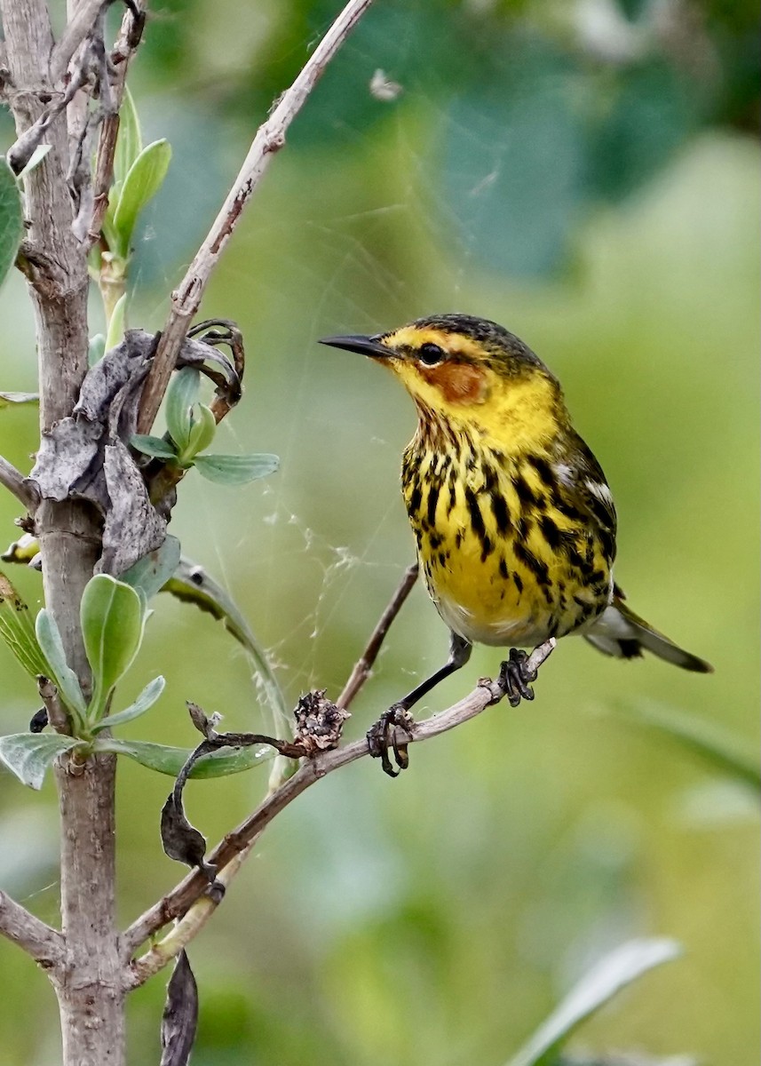 Cape May Warbler - Karen Carpenter