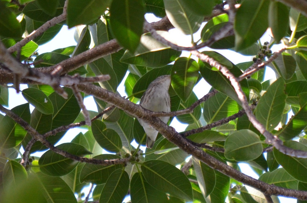 Blackpoll Warbler - ML618349759