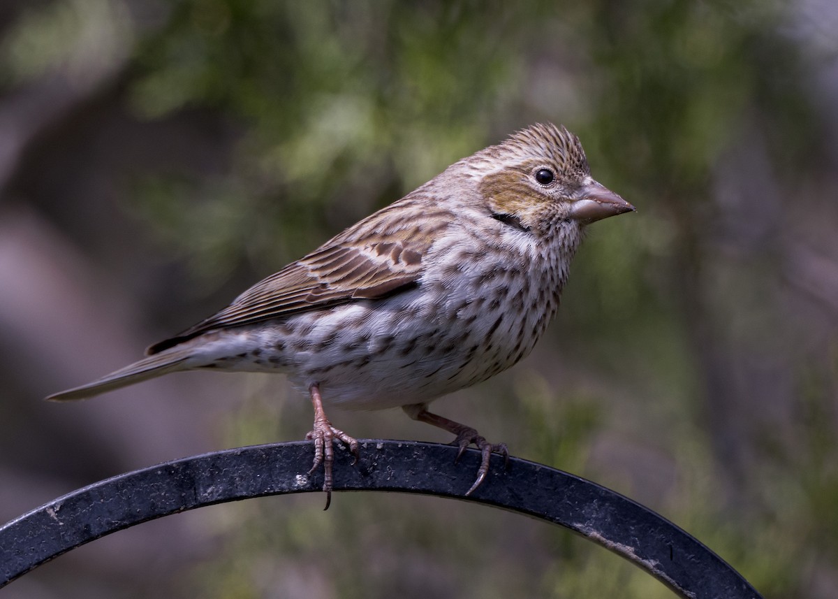 Cassin's Finch - ML618349767
