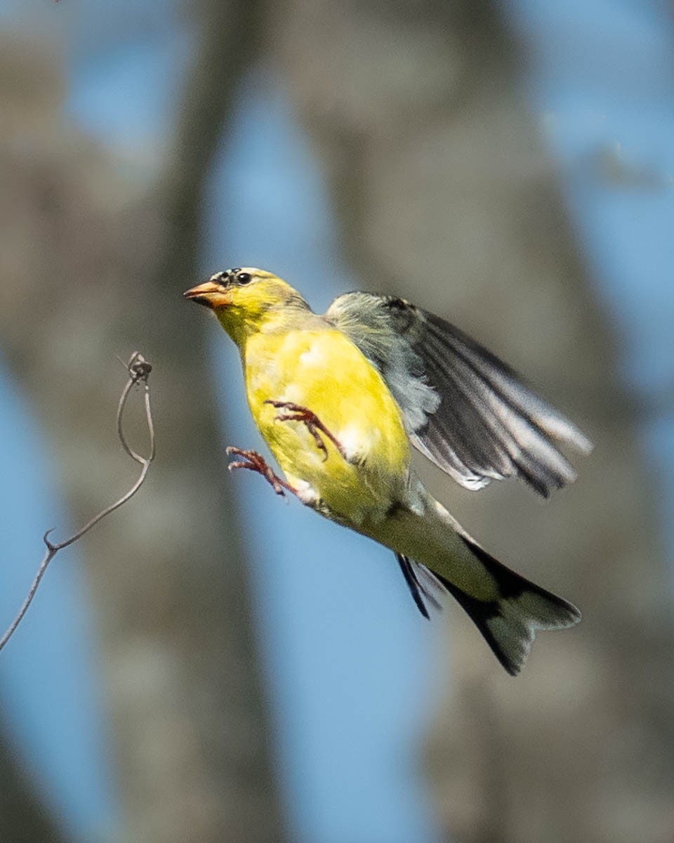 American Goldfinch - ML618349773