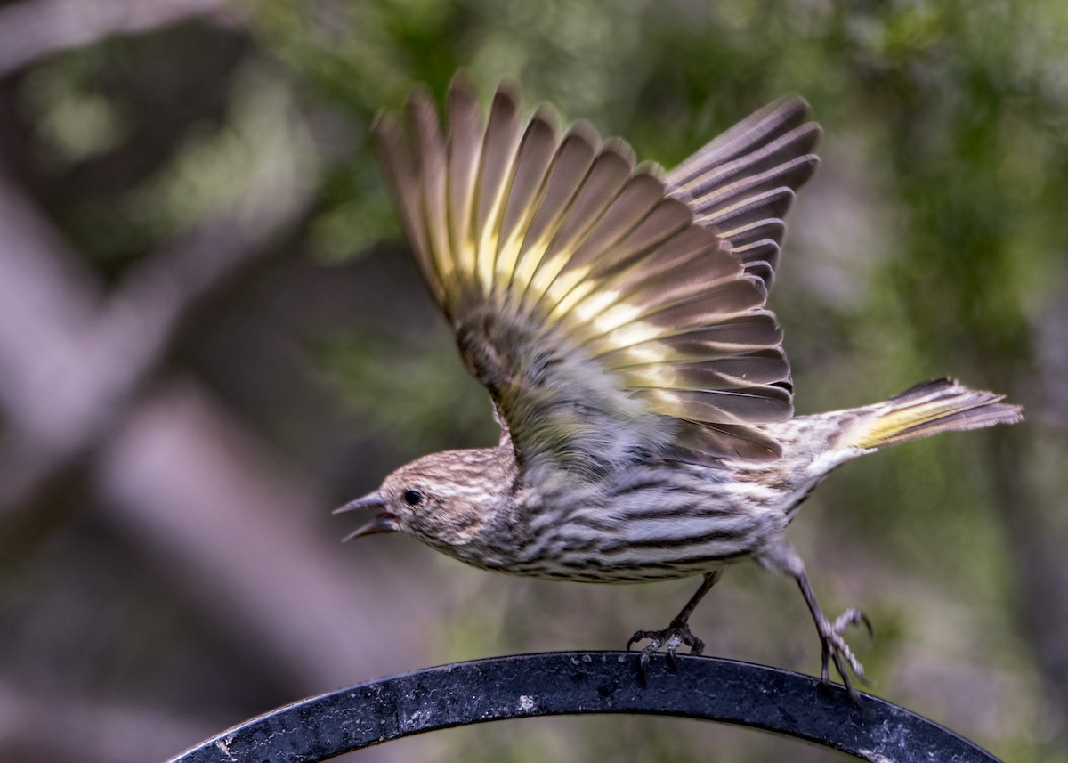 Pine Siskin - ML618349779