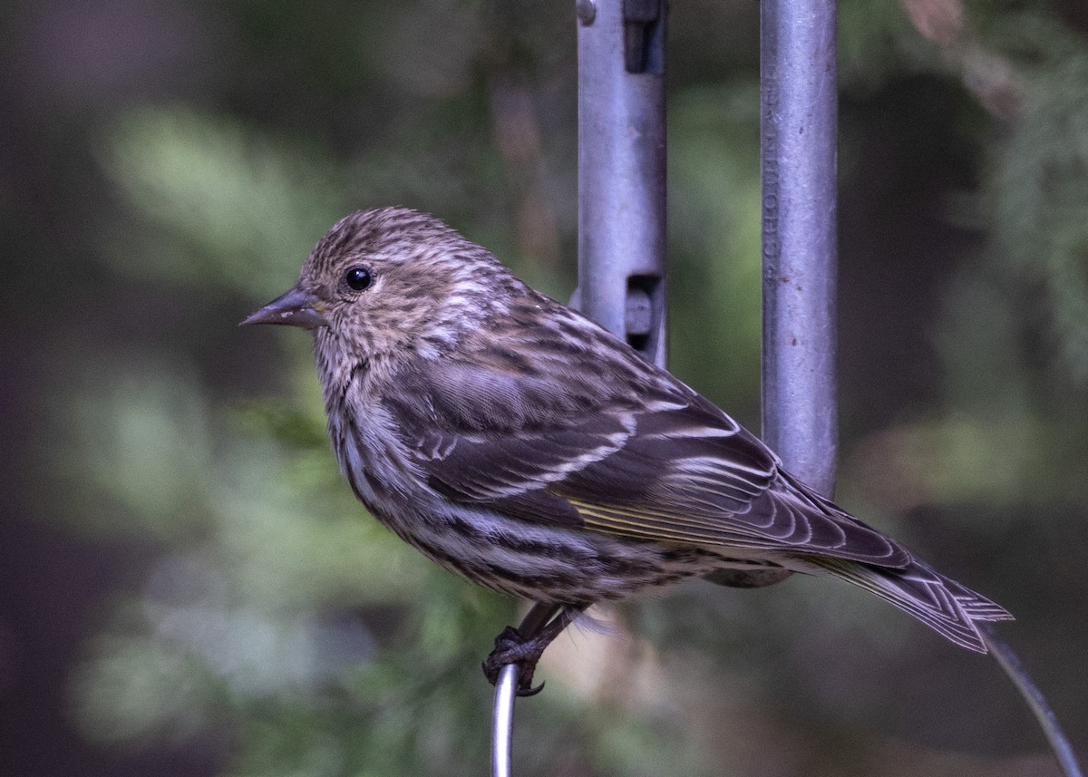 Pine Siskin - ML618349780