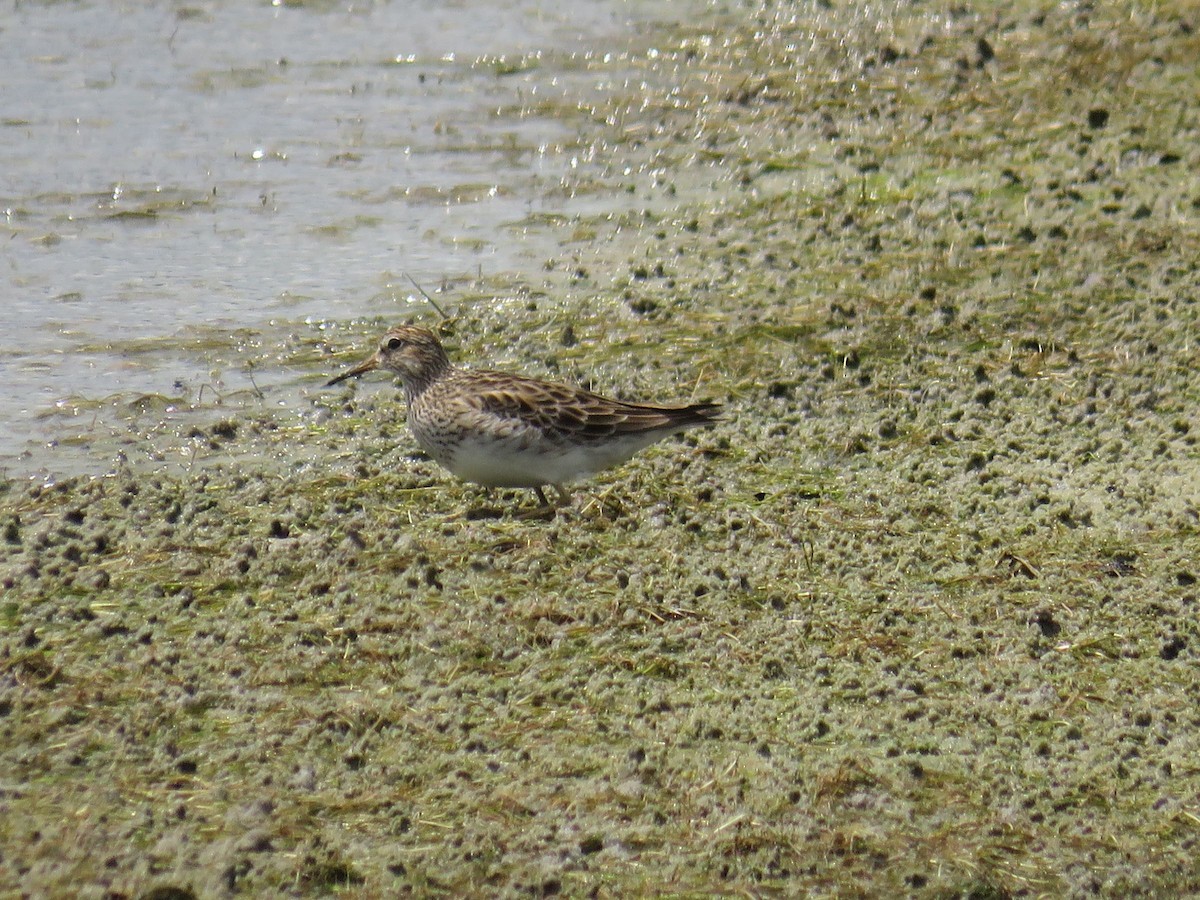 Pectoral Sandpiper - ML618349796