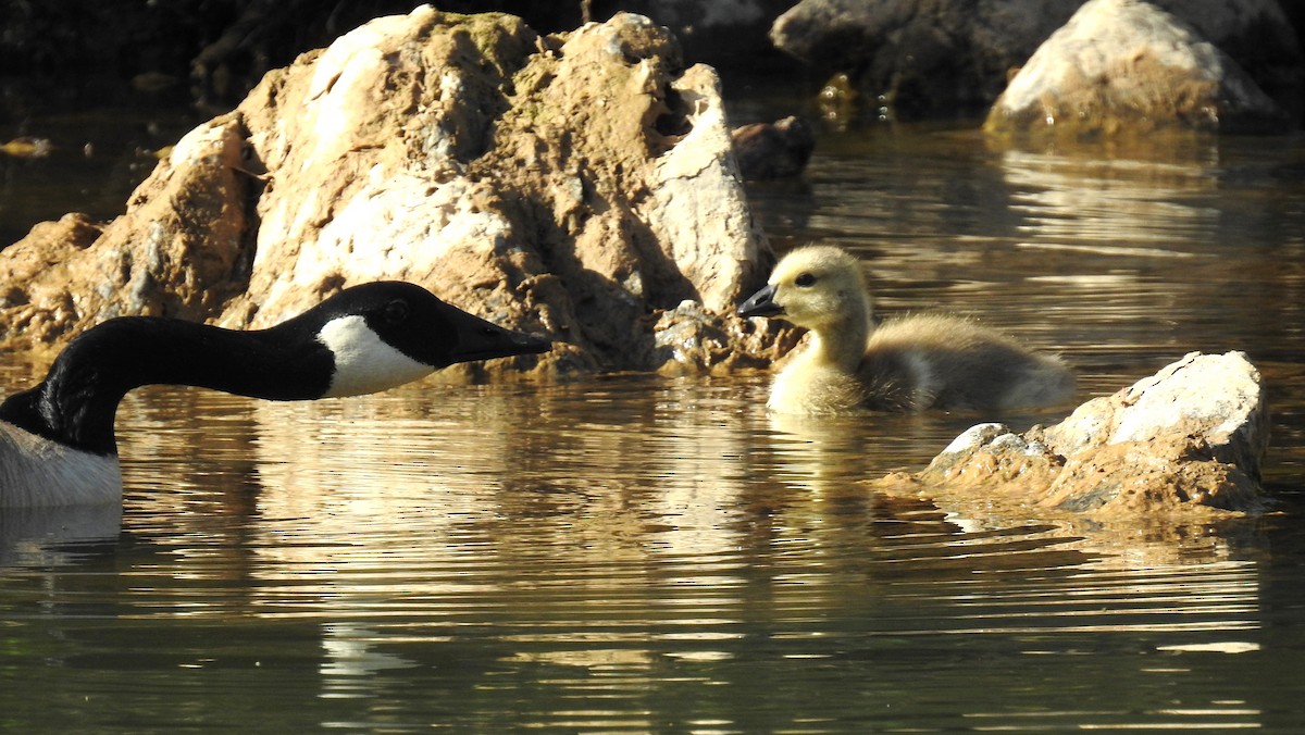 Canada Goose - celia hulett