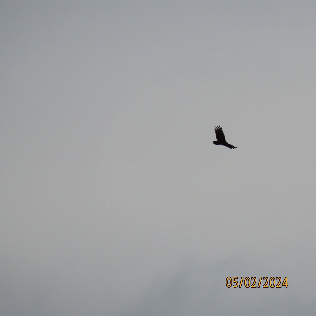 Turkey Vulture - ML618349808