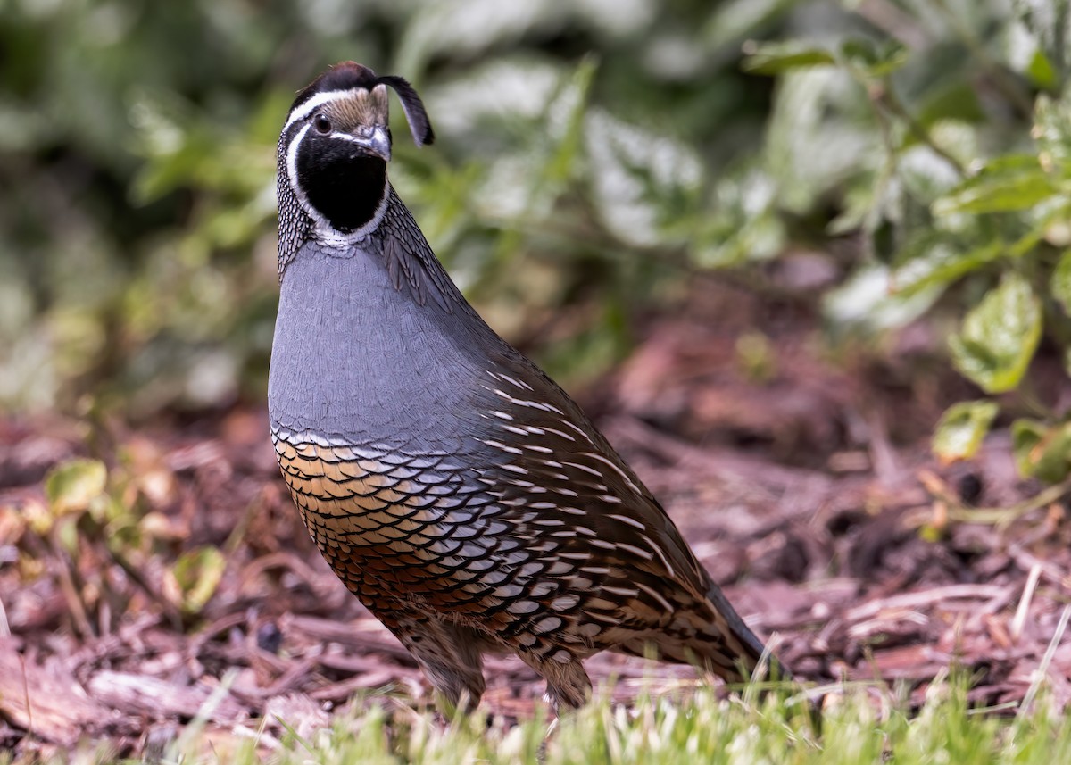 Colino della California - ML618349816