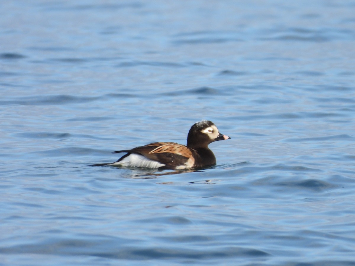 Long-tailed Duck - Jim Lind