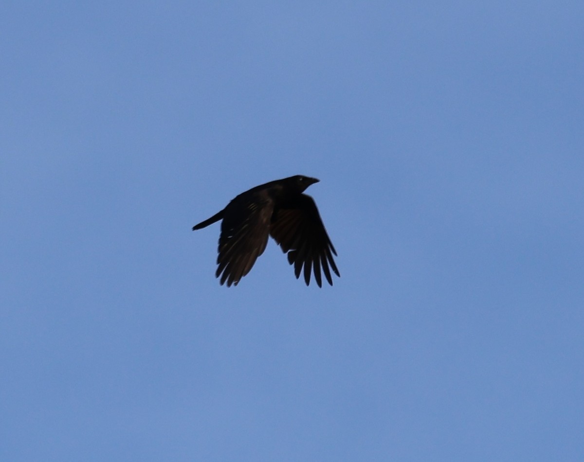 American Crow - ML618349861