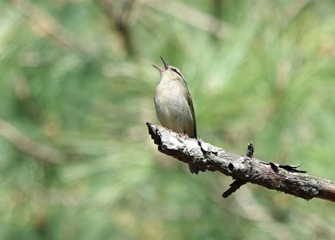 Worm-eating Warbler - ML618349878