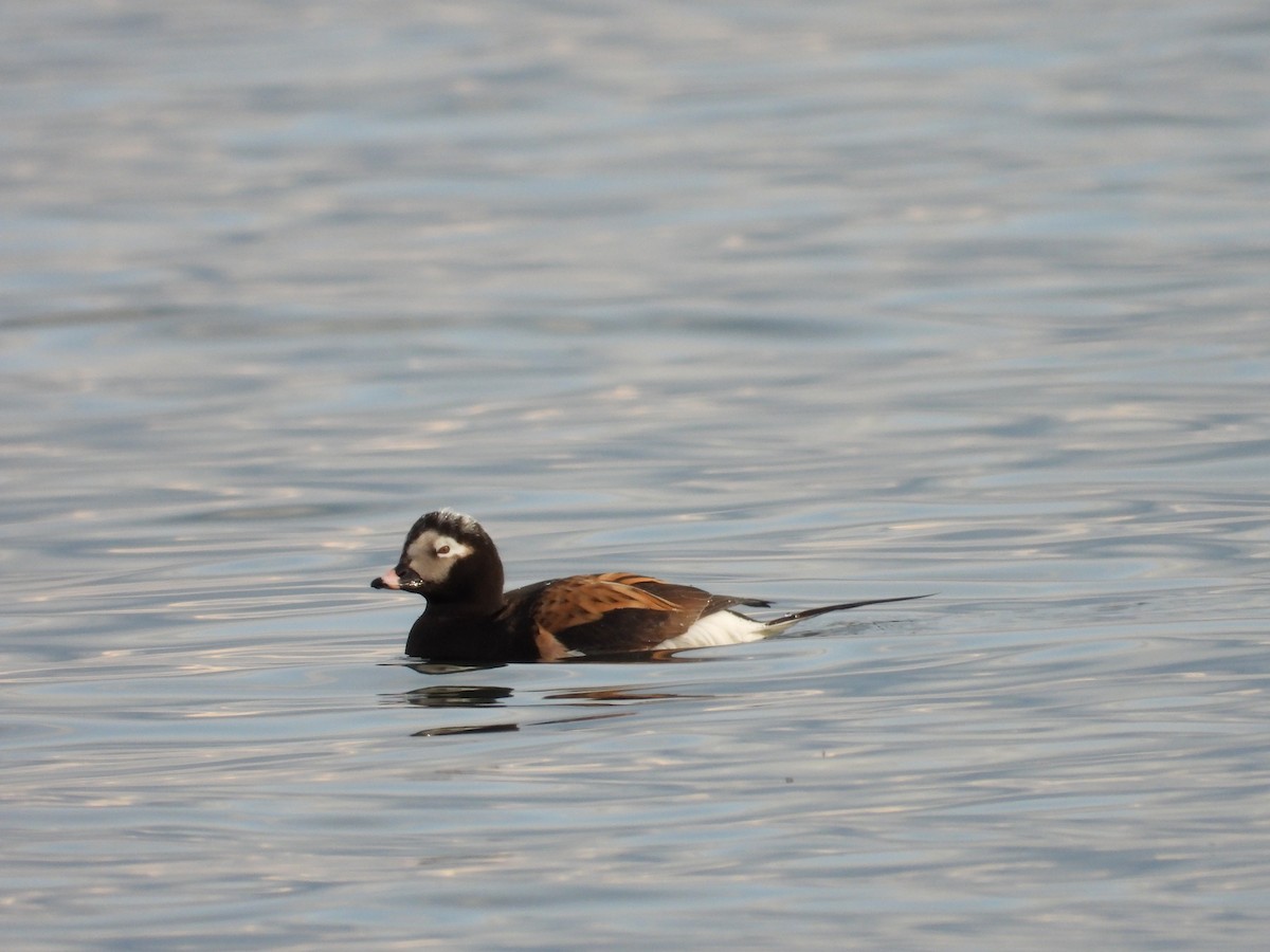 Long-tailed Duck - Jim Lind