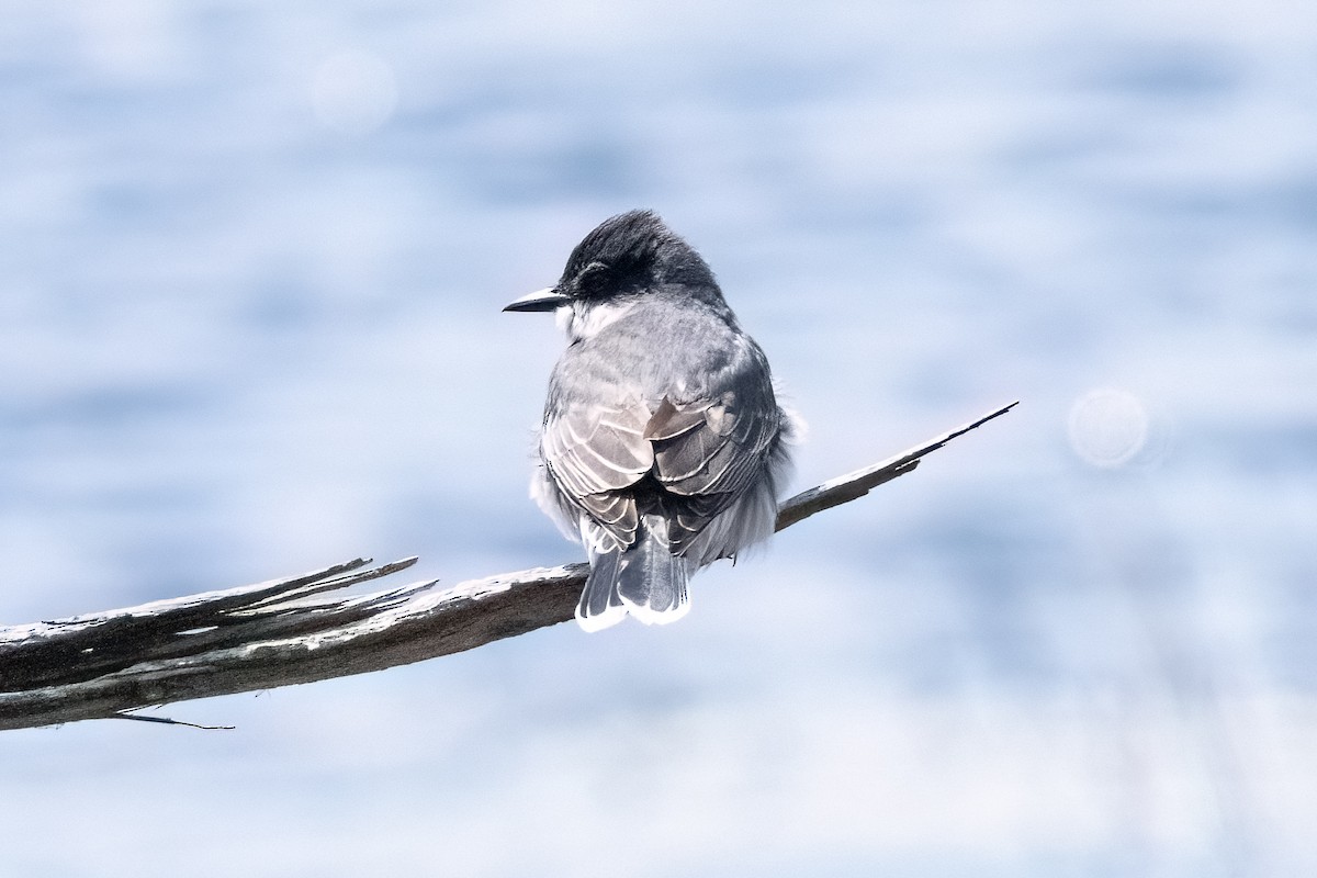 Eastern Kingbird - ML618349887