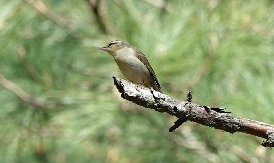 Worm-eating Warbler - ML618349896