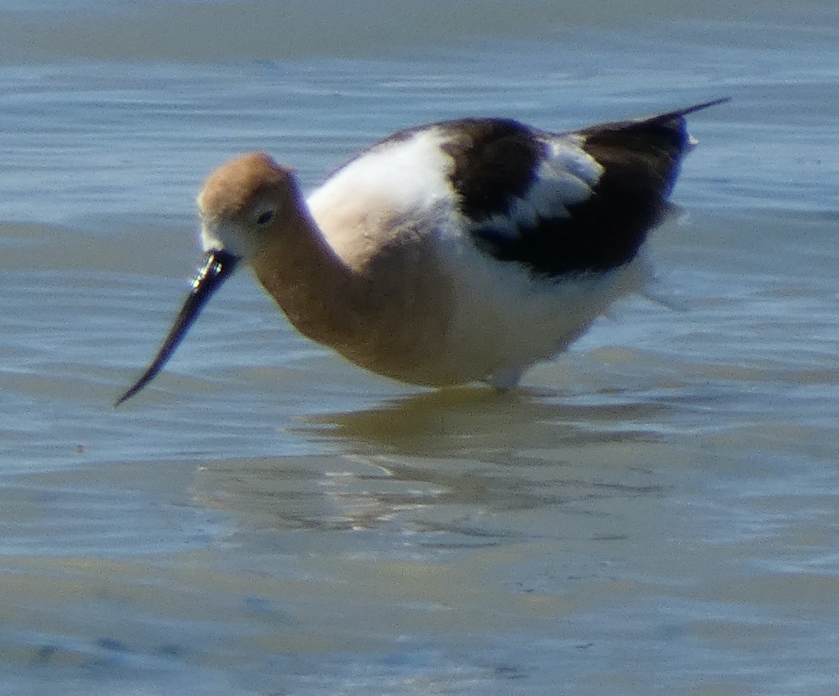 American Avocet - Donna Kuhn