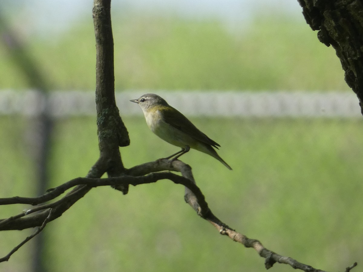 Tennessee Warbler - Matthew Matlock