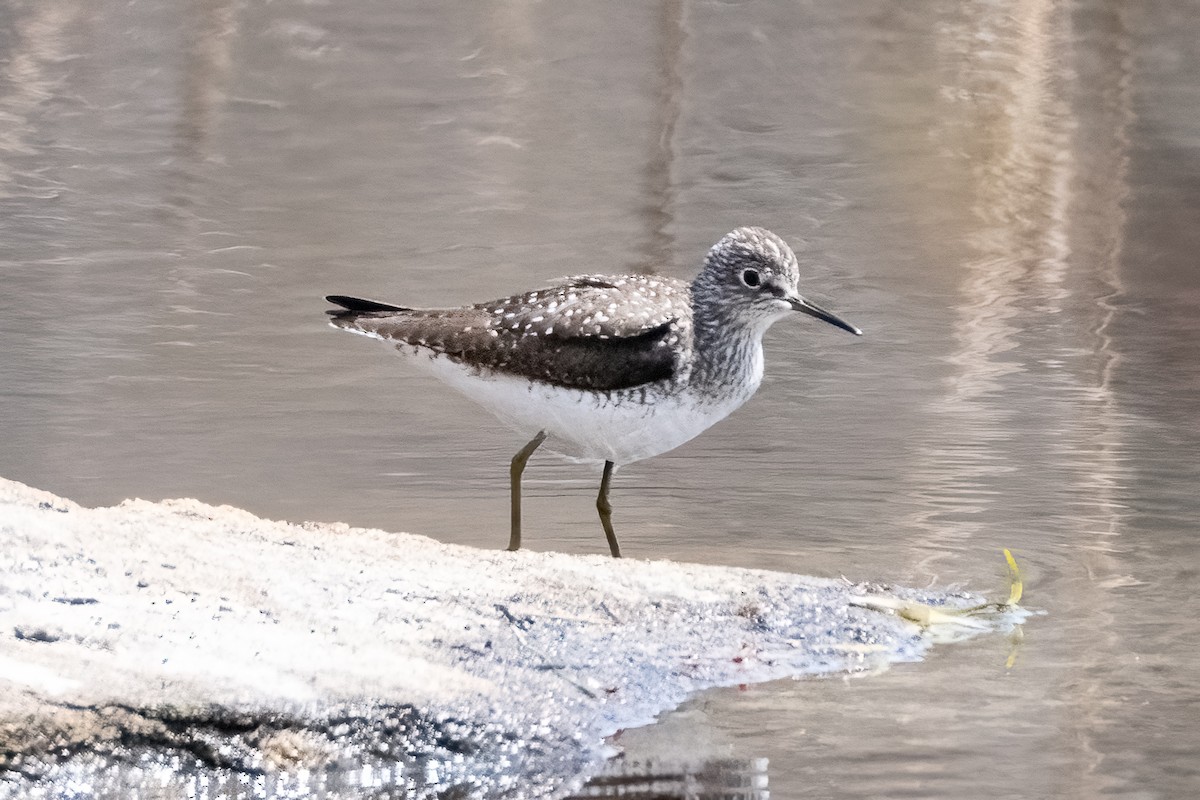 eremittsnipe - ML618349953