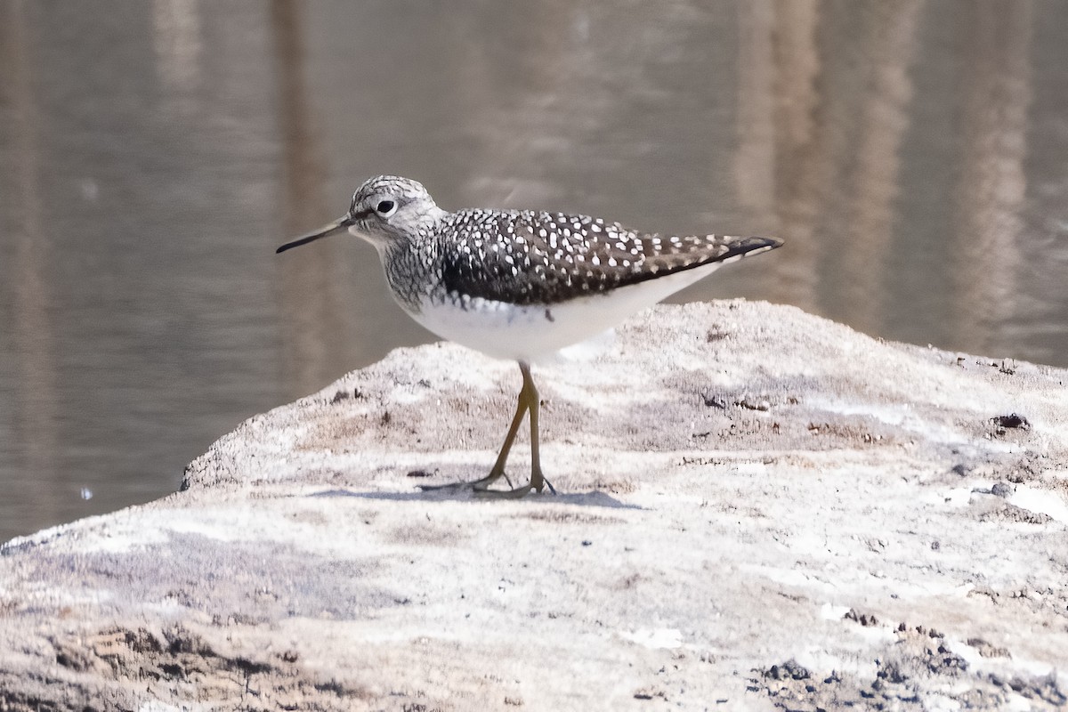 eremittsnipe - ML618349954