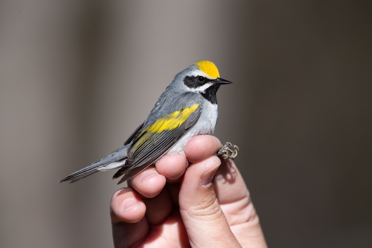 Golden-winged Warbler - Andrew Brown