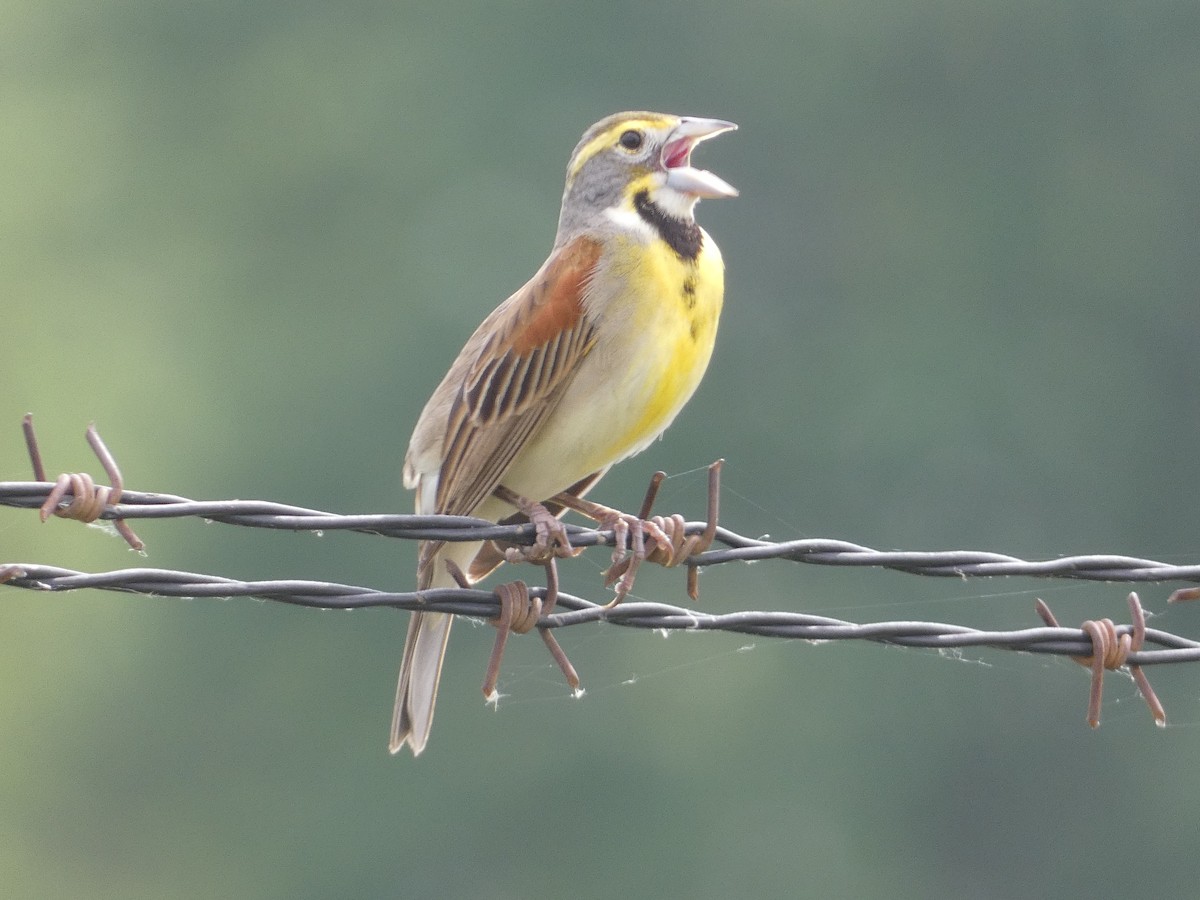 Dickcissel - Matthew Matlock