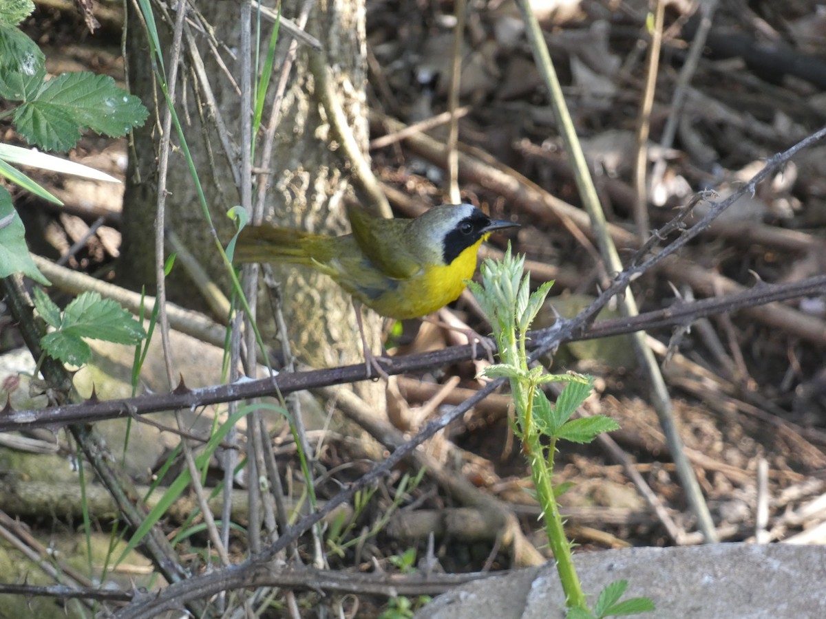 Common Yellowthroat - Matthew Matlock